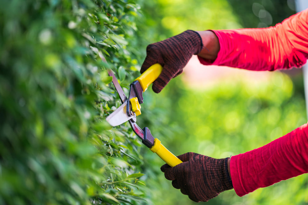 Servicio de Jardinería